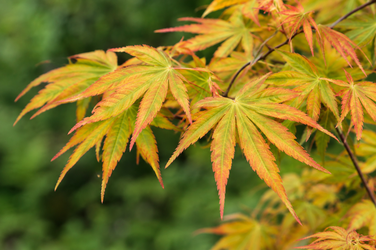 Acer palmatum ‘Orange Dream’ — AcerSelect