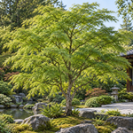 Acer palmatum Seiryu – aspectul plantei în grădină, imagine ilustrativă
