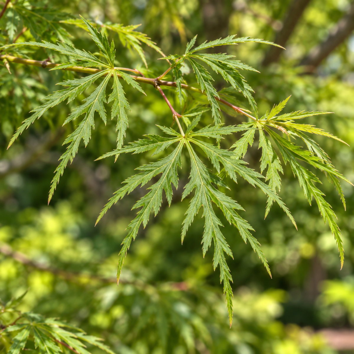 Acer palmatum Seiryu – detaliul frunzelor, imagine ilustrativă