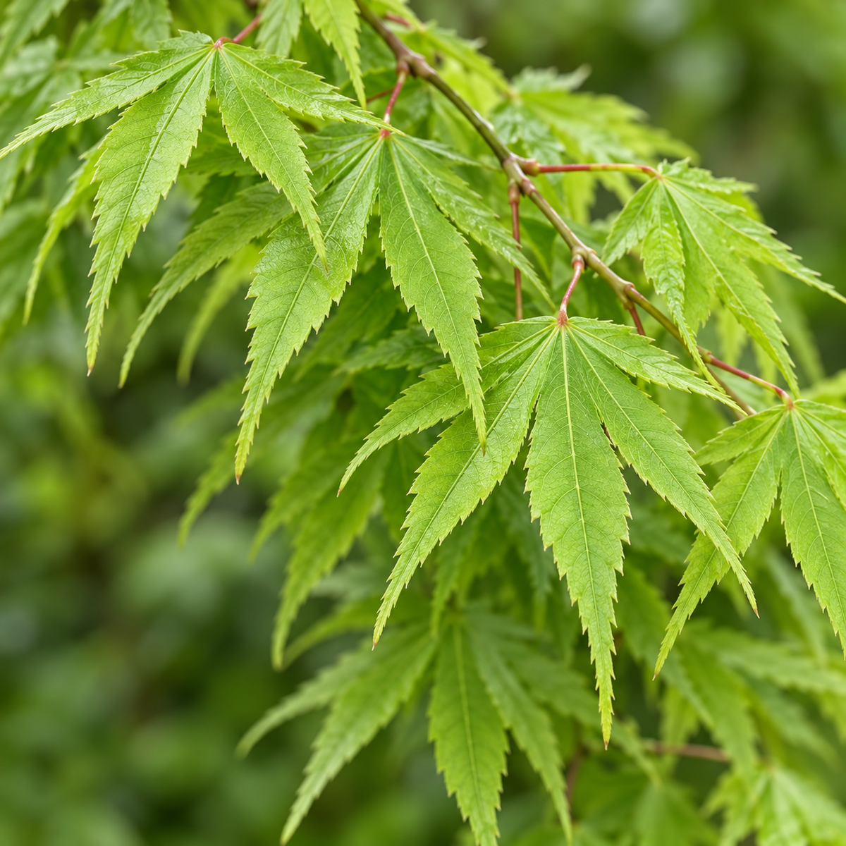 Acer palmatum Ryusen – detaliu frunze, imagine ilustrativă