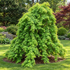 Acer palmatum Ryusen – exemplar solitar, imagine ilustrativă
