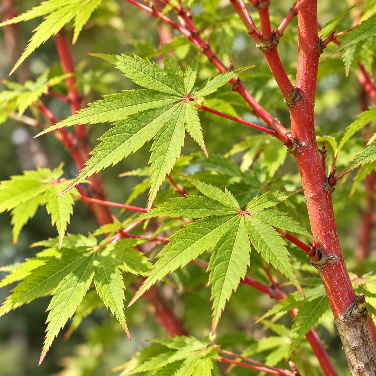 Acer palmatum Senkaki – detaliu frunze și scoarță coral-roșie, imagine ilustrativă