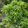 Acer palmatum Shishigashira – detaliu frunze, imagine ilustrativă