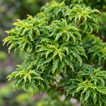 Acer palmatum Shishigashira – detaliu frunze, imagine ilustrativă