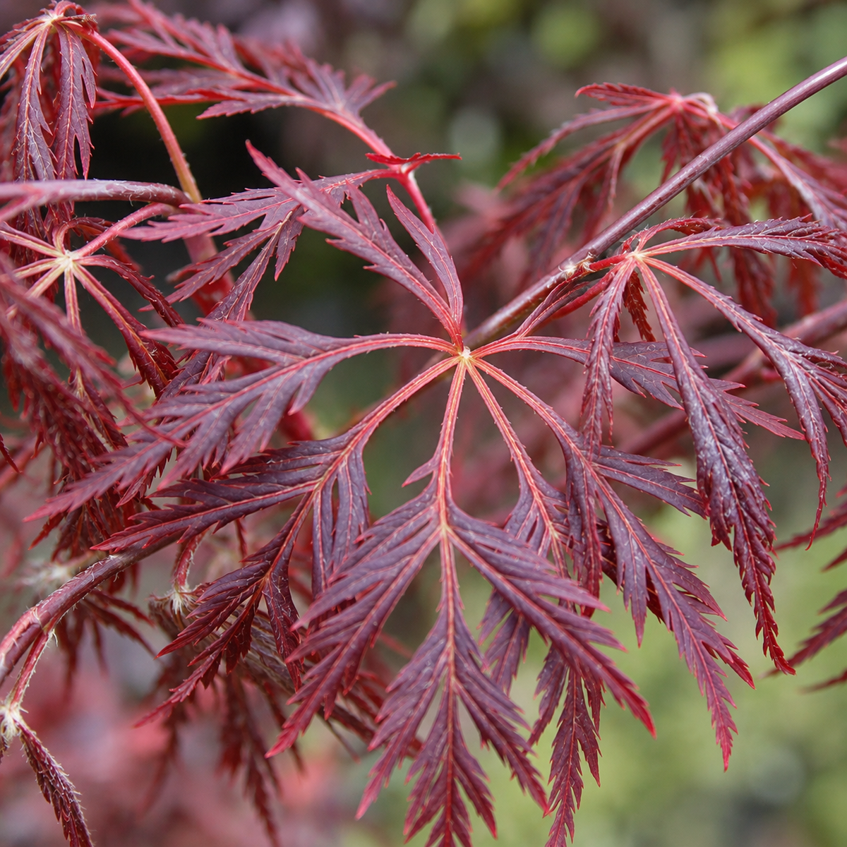 Acer palmatum Tamukeyama – frunze, imagine ilustrativă