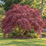Acer palmatum Tamukeyama – soliter, imagine ilustrativă