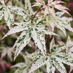Acer palmatum Ukigumo – imagine ilustrativă