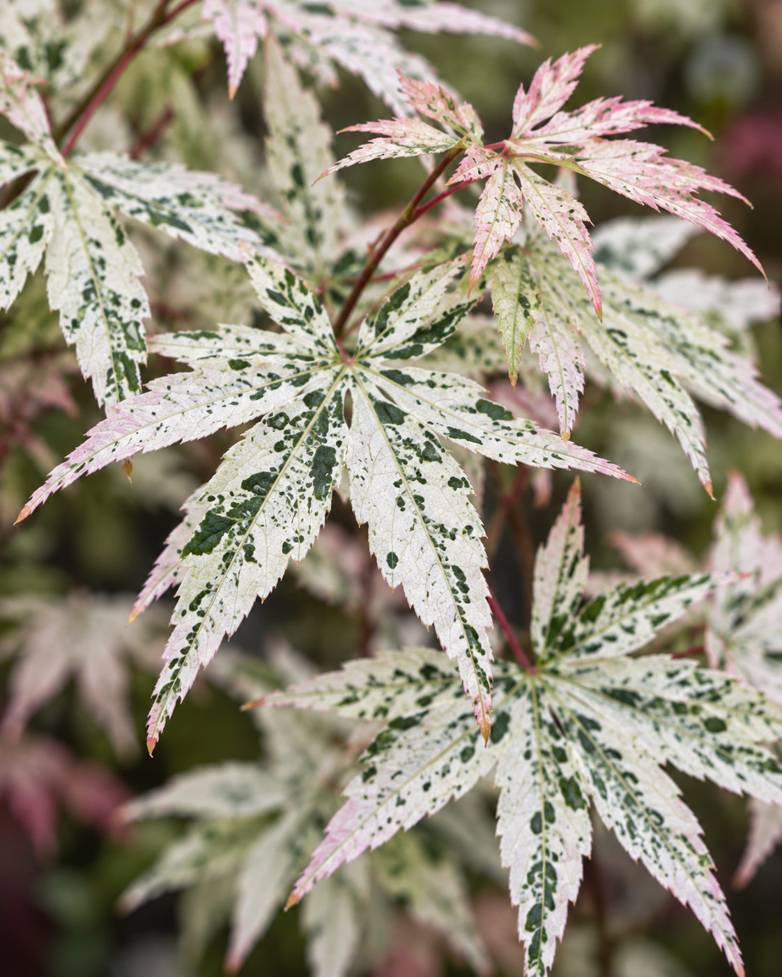 Acer palmatum Ukigumo – imagine ilustrativă