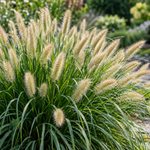 Pennisetum alopecuroides