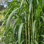 Miscanthus giganteus