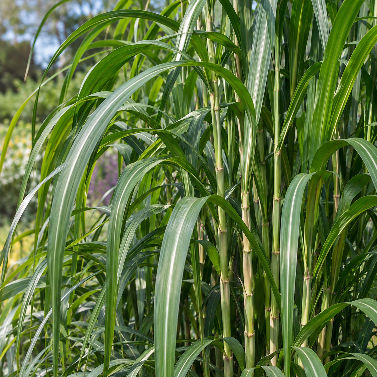 Miscanthus giganteus