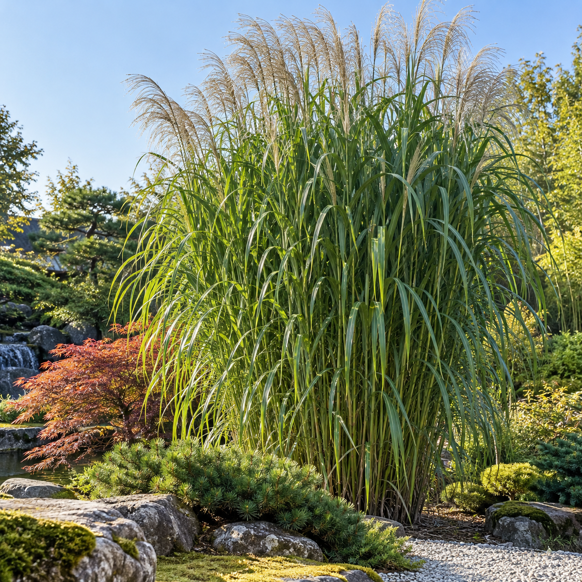Miscanthus giganteus