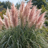 Cortaderia selloana Rosea