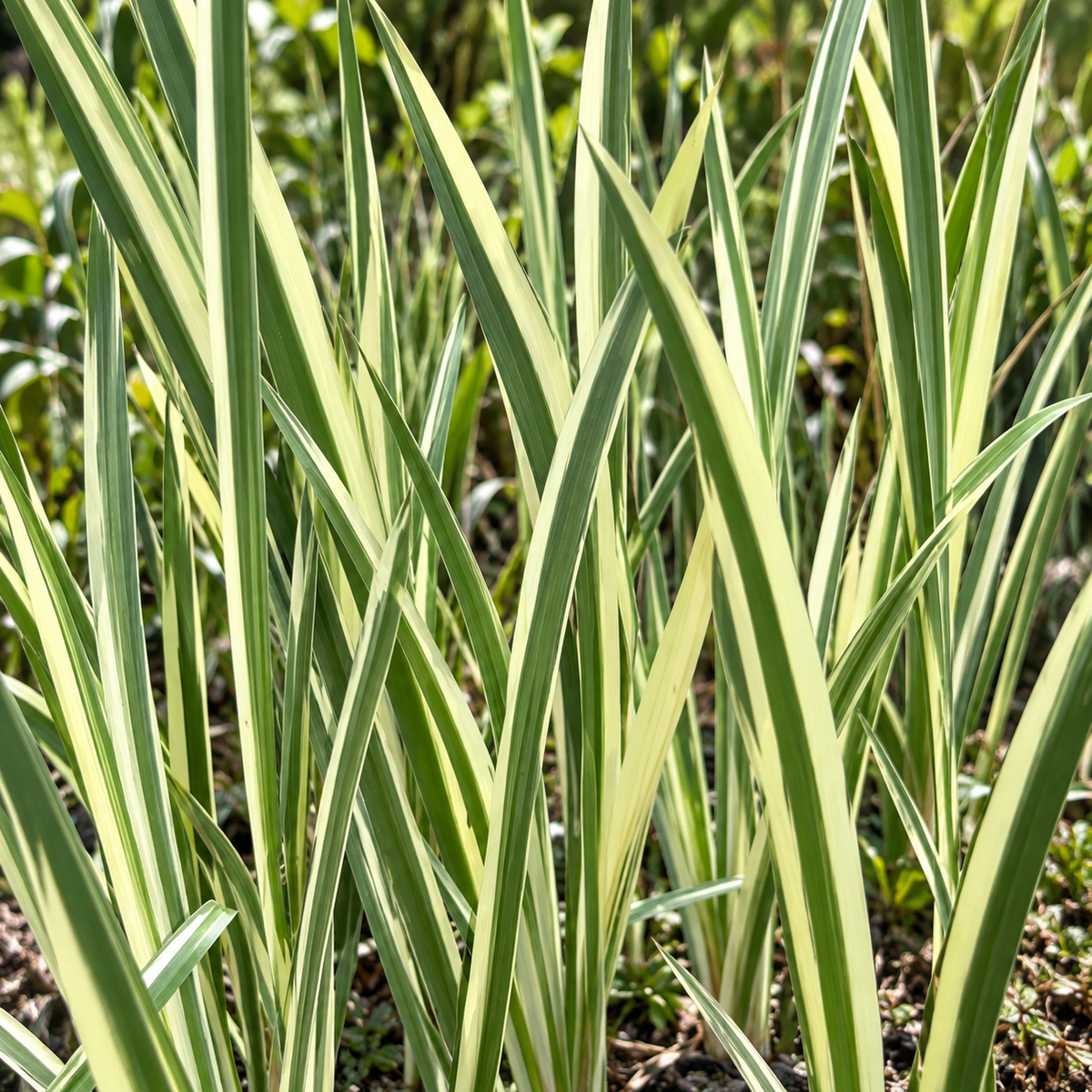 Acorus calamus ‘Variegatus’ – detaliu botanic