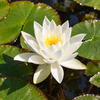 Nymphaea odorata ‘Alba’ – detaliu botanic