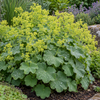 Alchemilla mollis ‘Thriller’ – tufă înflorită