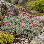 Antennaria – Antennaria dioica ‘Rubra’ – plantă matură în grădină. Imagine ilustrativă.