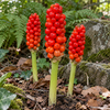 Arum italicum – fructe roșii, imagine orientativă