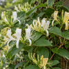 Imagine ilustrativă a plantei în grădină
