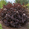 Physocarpus Diabolo – illusztratív növénykép 1