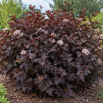 Physocarpus Diabolo – illusztratív növénykép 1