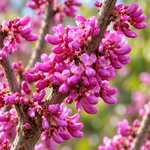 Cercis chinensis ‘Avondale’