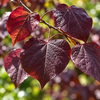 Cercis canadensis ‘Forest Pansy’