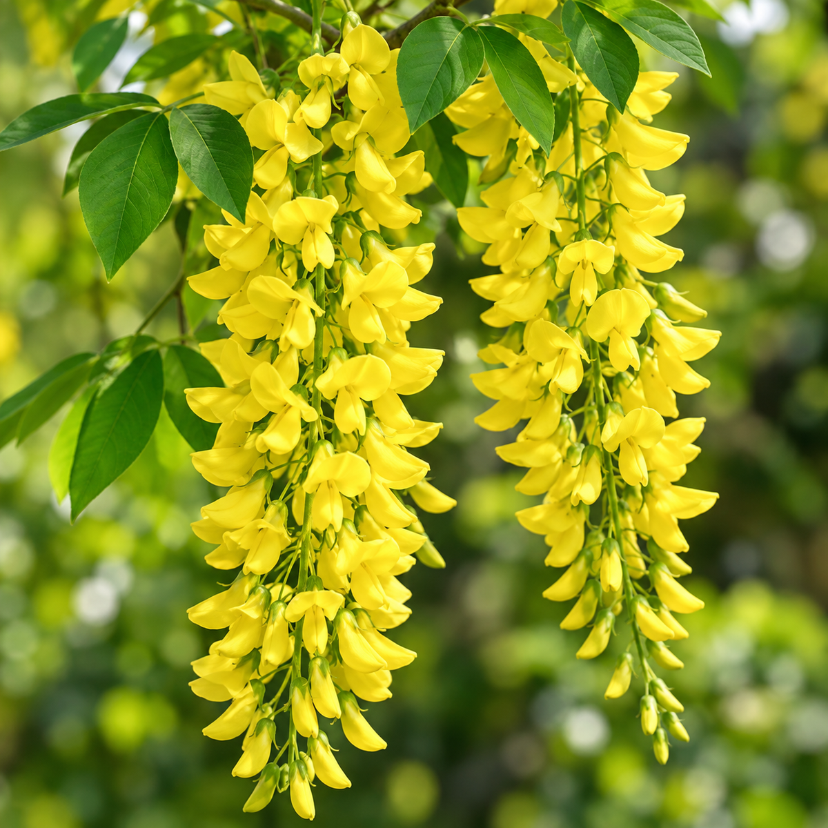 Laburnum × watereri ‘Vossii’
