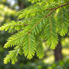 Metasequoia glyptostroboides