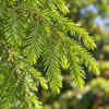 Taxodium distichum