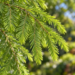 Taxodium distichum