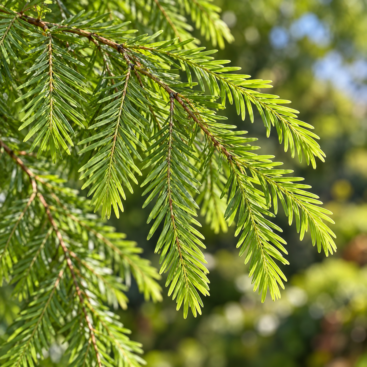 Taxodium distichum