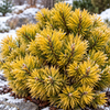 Pinus mugo ‘Winter Gold’ – detaliu al plantei
