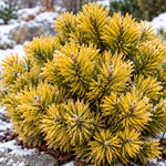Pinus mugo ‘Winter Gold’ – detaliu al plantei