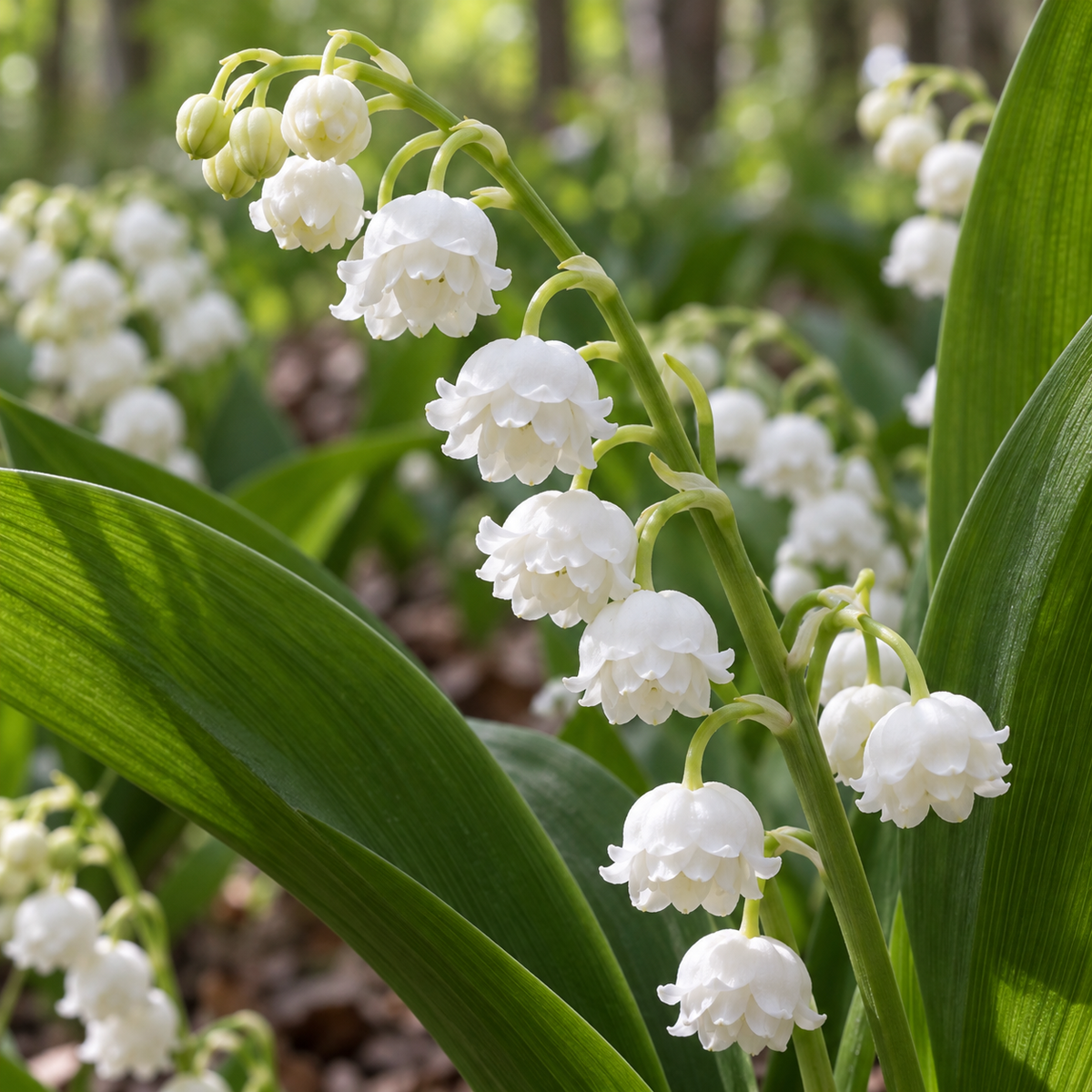 Lăcrămioare cu flori duble – Convallaria majalis ‘Double White’ – detaliu al florii. Imagine ilustrativă.