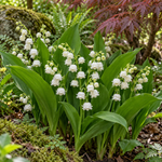 Lăcrămioare cu flori duble – Convallaria majalis ‘Double White’ – plantă matură în grădină. Imagine ilustrativă.