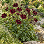 Cosmos de ciocolată – Cosmos atrosanguineus – plantă matură în grădină. Imagine ilustrativă.