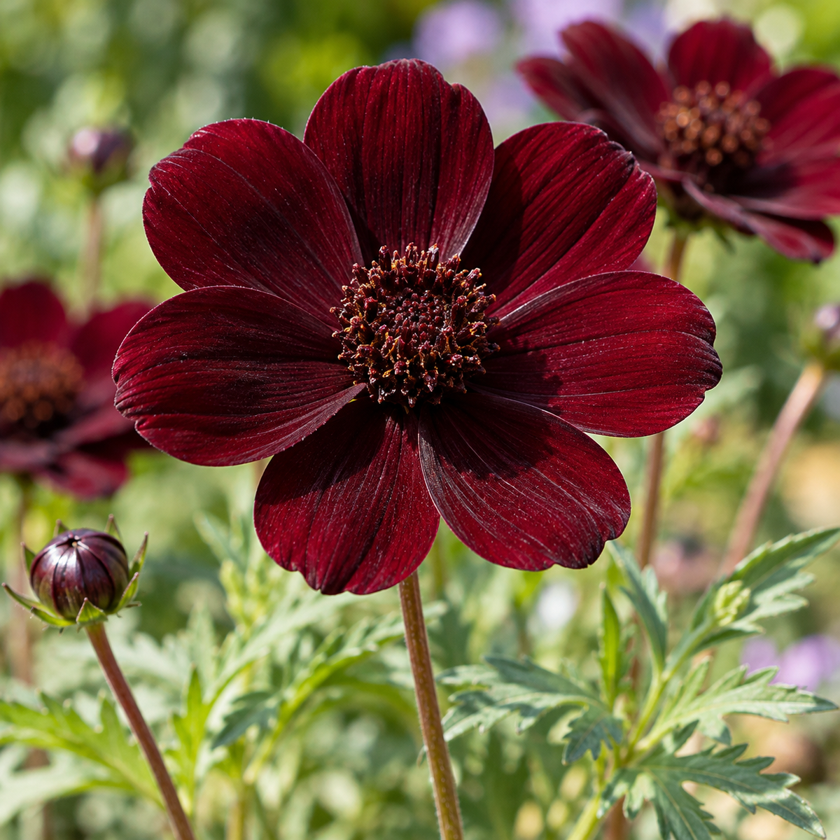Cosmos de ciocolată – Cosmos atrosanguineus – detaliu al florii. Imagine ilustrativă.