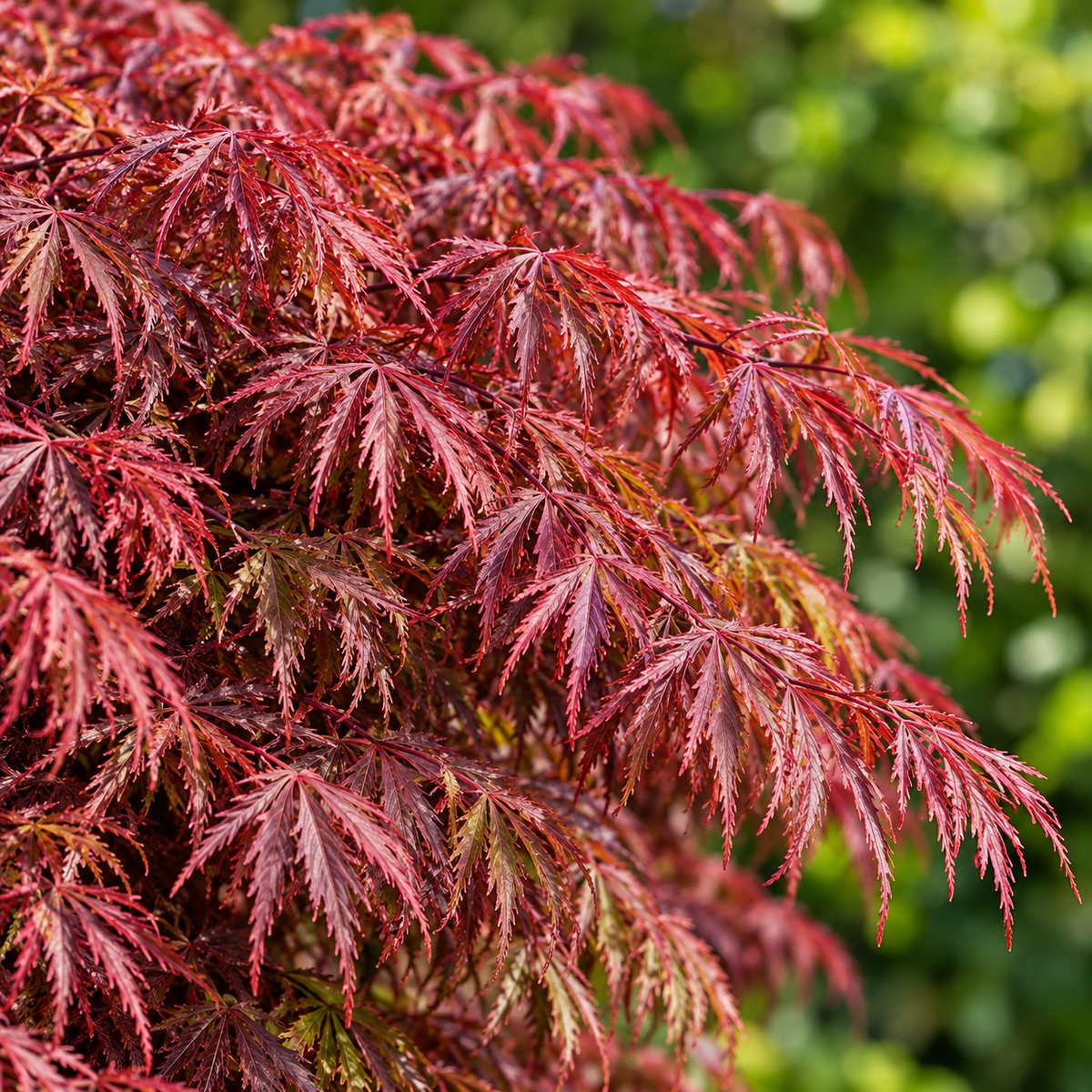 Acer palmatum ‘Crimson Princess’ – detaliu frunze