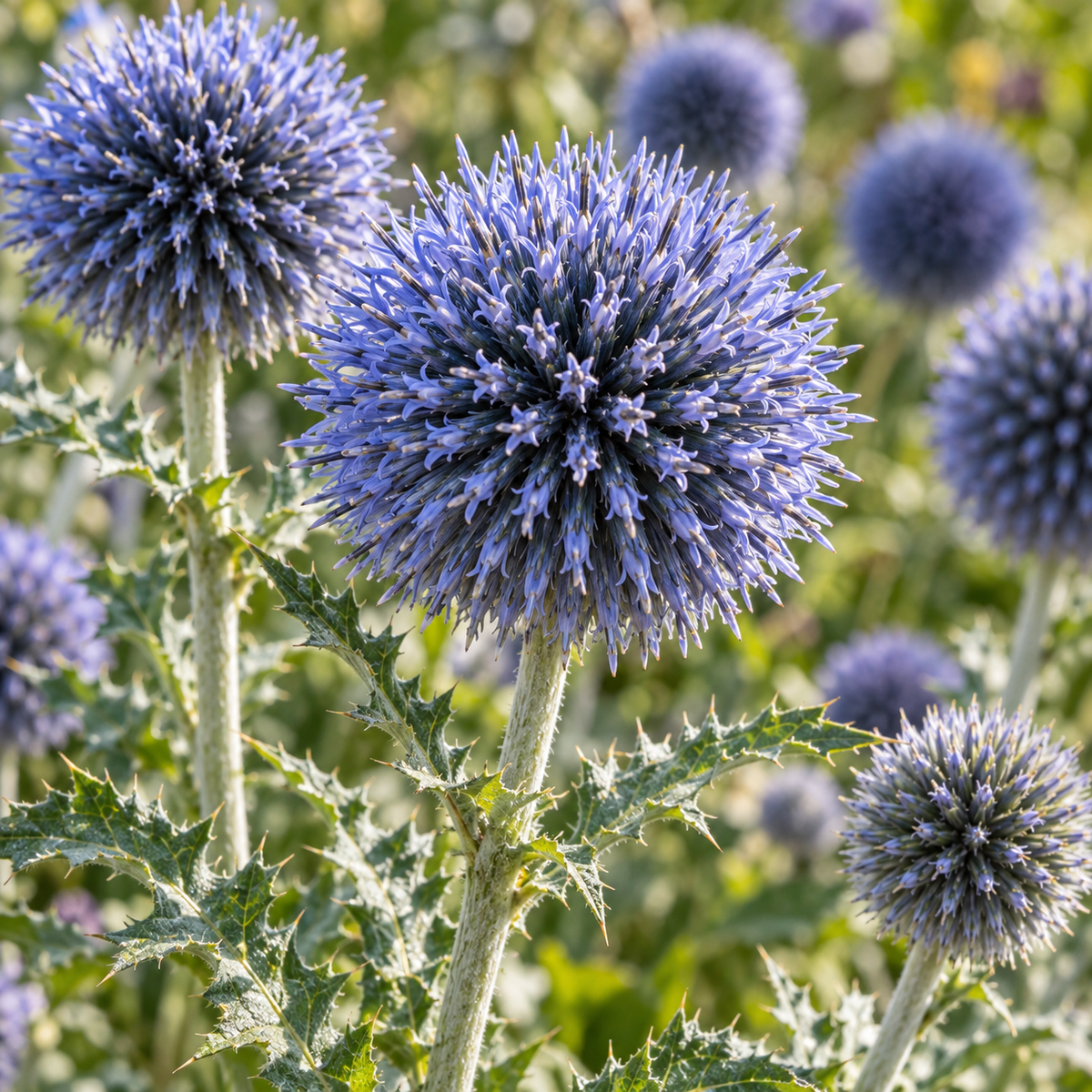 Ciulin albastru – Echinops bannaticus ‘Blue Globe’ – detaliu al florii. Imagine ilustrativă.