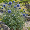 Ciulin albastru – Echinops bannaticus ‘Blue Globe’ – plantă matură în grădină. Imagine ilustrativă.