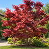 Acer palmatum ‘Red Emperor’ – în grădină