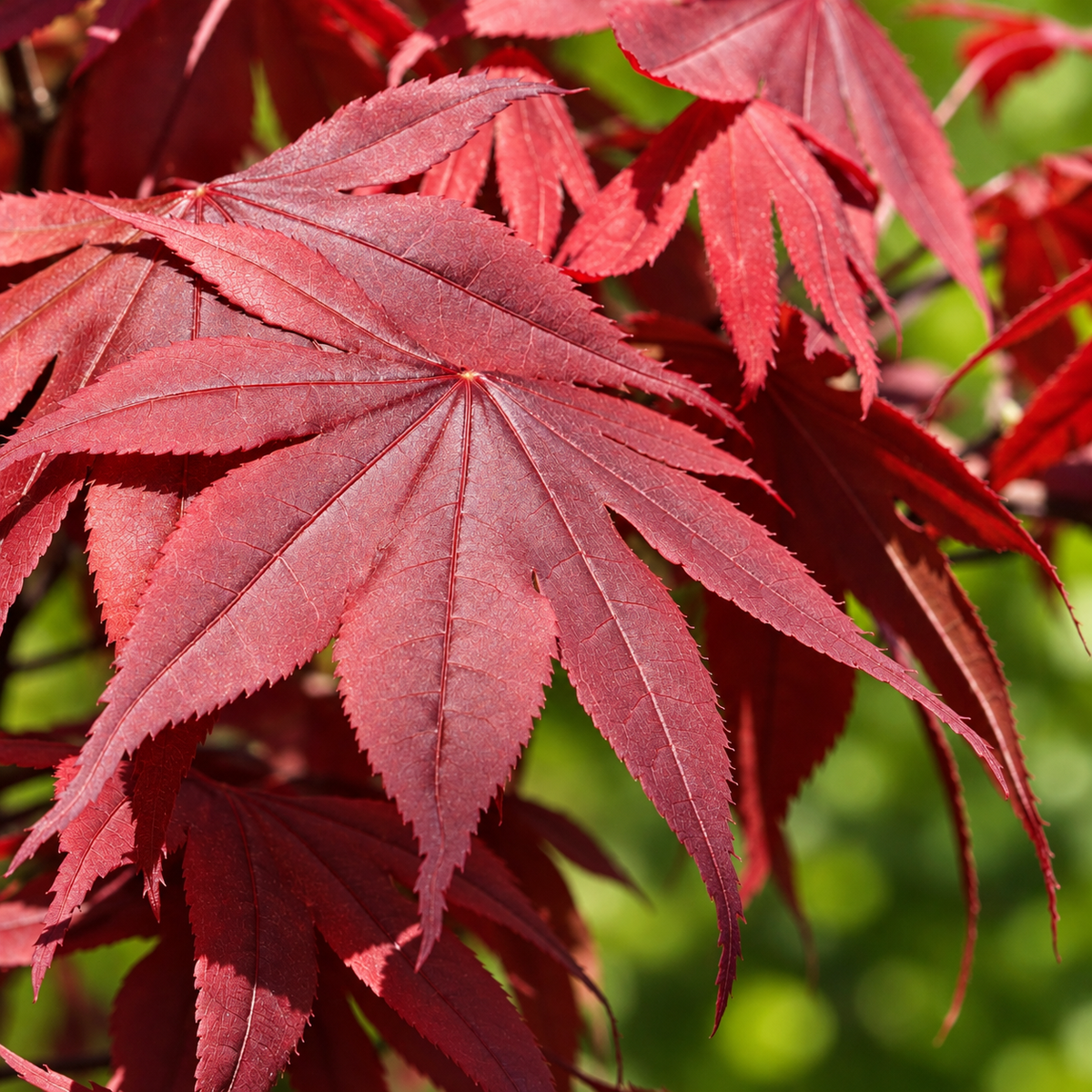 Acer palmatum ‘Red Emperor’ – detaliu frunze