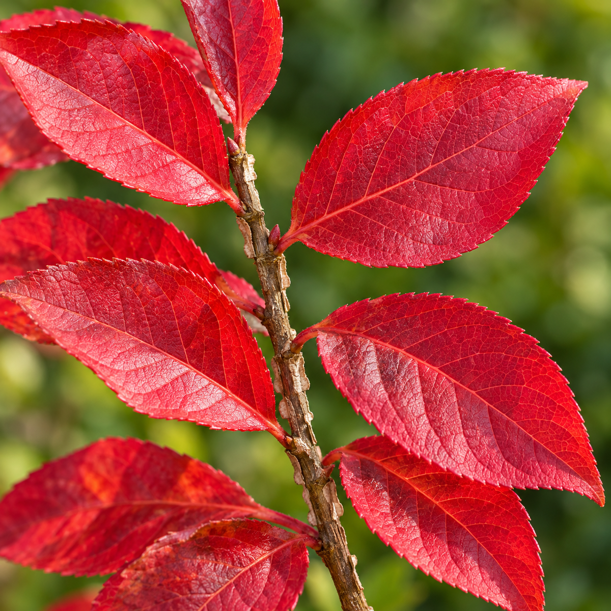 Euonymus alatus ‘Compactus’