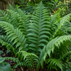 Dryopteris filix-mas