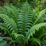 Dryopteris filix-mas