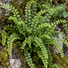 Asplenium trichomanes