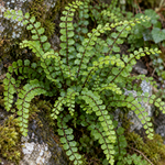 Asplenium trichomanes