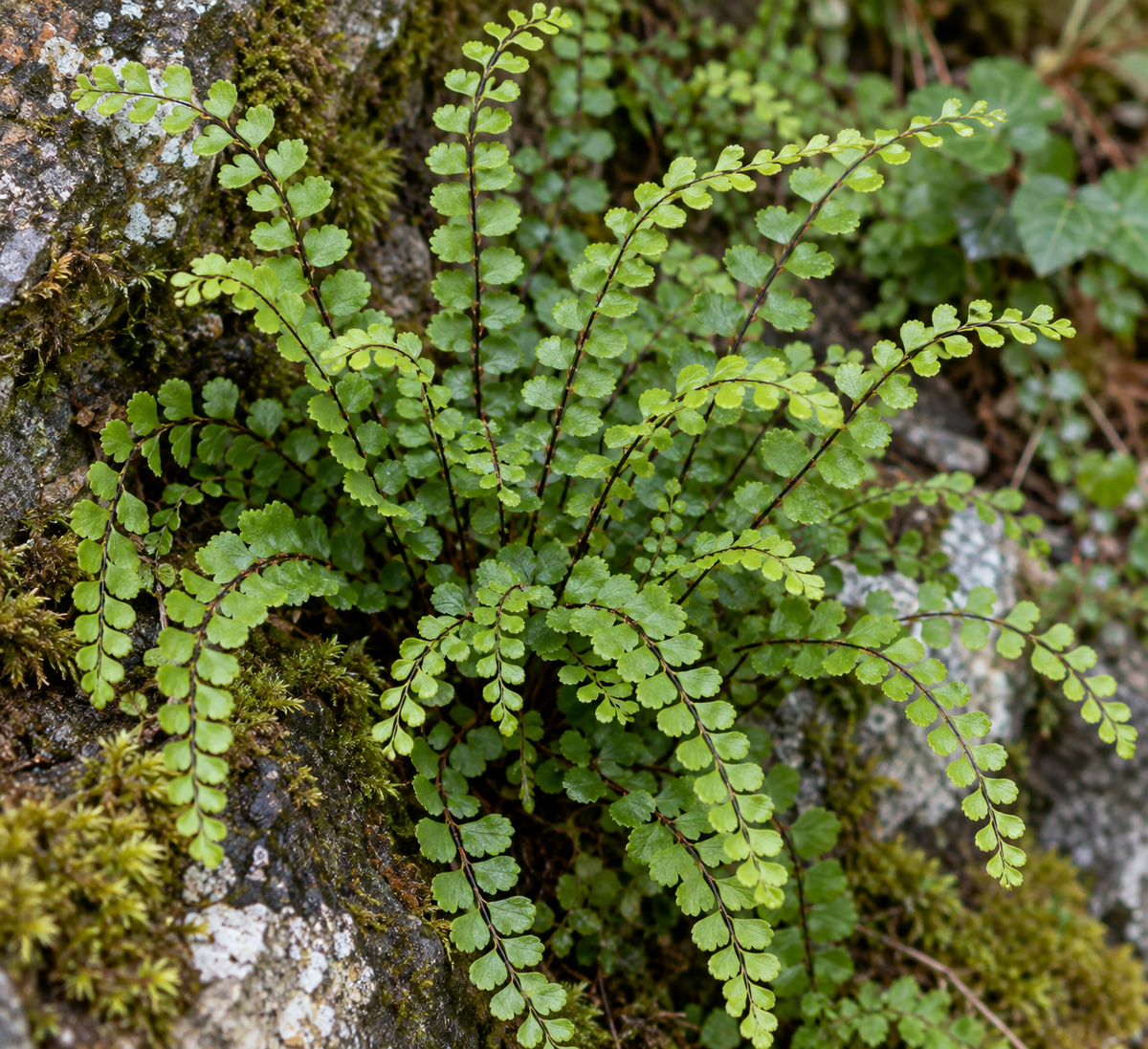 Asplenium trichomanes