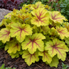 Heuchera ‘Electra’